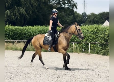 Cruzado, Stute, 7 Jahre, 160 cm, Falbe