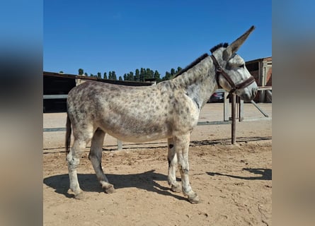 Cruzado, Stute, 8 Jahre, 152 cm, Apfelschimmel