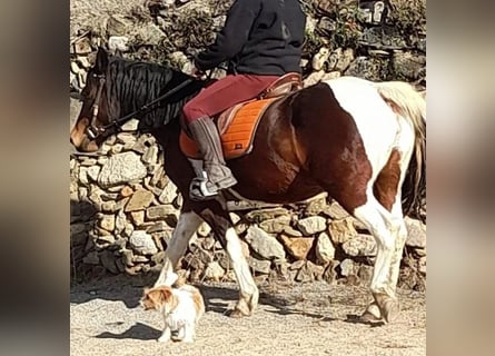 Cruzado, Stute, 8 Jahre, 155 cm, Schimmel