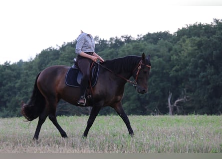Cruzado, Stute, 8 Jahre, 162 cm, Dunkelbrauner