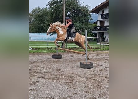 Cruzado, Wałach, 10 lat, 155 cm, Overo wszelkich maści