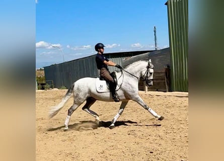 Cruzado, Wałach, 10 lat, 161 cm, Siwa