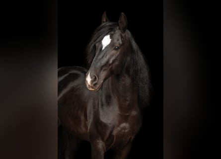 Cruzado, Wałach, 11 lat, 148 cm, Kara