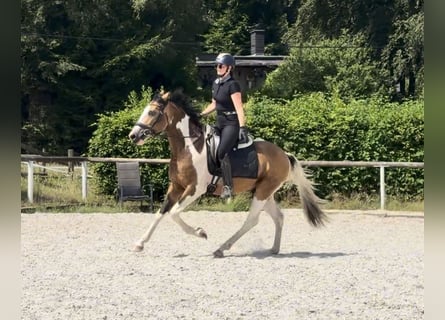Cruzado, Wałach, 3 lat, 150 cm, Srokata