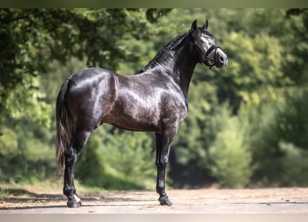 Cruzado, Wałach, 3 lat, 154 cm, Siwa