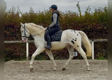 Cruzado, Wałach, 3 lat, 160 cm, Tarantowata