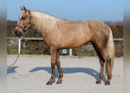 Cruzado, Wałach, 4 lat, 160 cm, Izabelowata