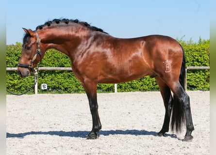 Cruzado, Wałach, 5 lat, 150 cm, Gniada