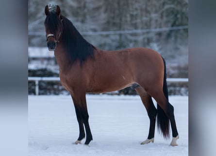 Cruzado, Wałach, 5 lat, 158 cm, Gniada
