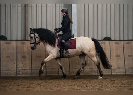 Cruzado, Wałach, 5 lat, 162 cm, Bułana