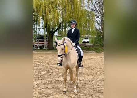 Cruzado, Wałach, 7 lat, 154 cm, Izabelowata