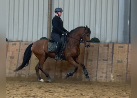 Cruzado, Wałach, 7 lat, 160 cm, Gniada