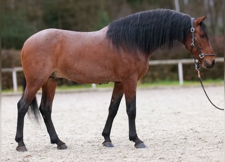 Cruzado, Wałach, 9 lat, 155 cm, Kasztanowatodereszowata