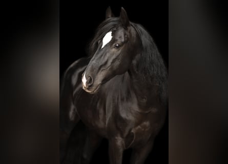 Cruzado, Wallach, 10 Jahre, 153 cm, Rappe