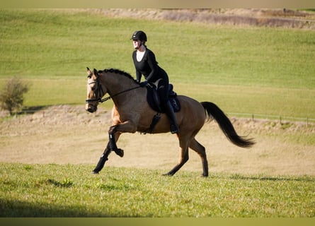 Cruzado, Wallach, 10 Jahre, 162 cm