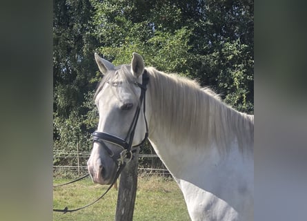 Cruzado, Wallach, 11 Jahre, 155 cm, Schimmel