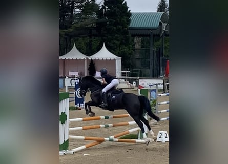 Cruzado, Wallach, 13 Jahre, 147 cm, Rappe