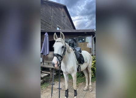 Cruzado, Wallach, 14 Jahre, 163 cm, Schimmel