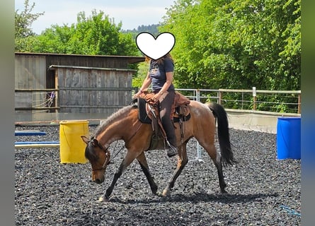 Cruzado, Wallach, 15 Jahre, 153 cm, Roan-Bay