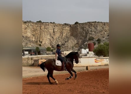 Cruzado, Wallach, 15 Jahre, 165 cm, Dunkelbrauner