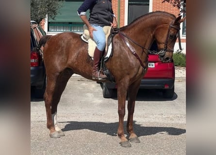 Cruzado, Wallach, 15 Jahre, 167 cm, Fuchs