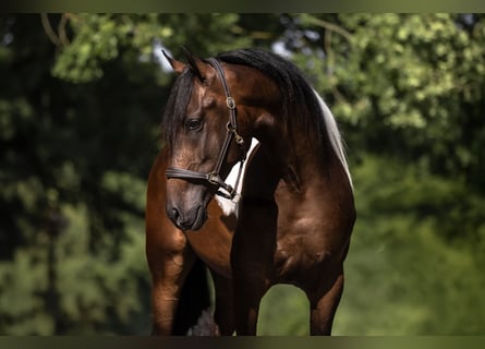 Cruzado, Wallach, 3 Jahre, 165 cm, Schecke
