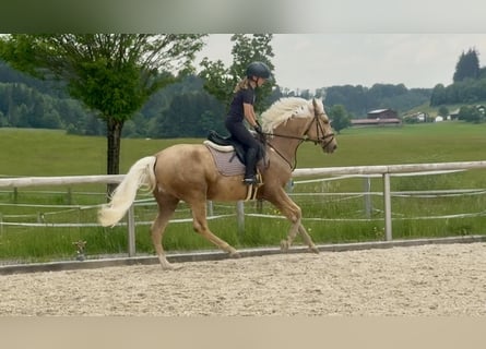 Cruzado, Wallach, 4 Jahre, 153 cm, Palomino