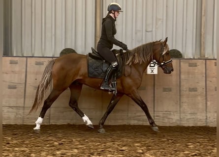Cruzado, Wallach, 4 Jahre, 155 cm