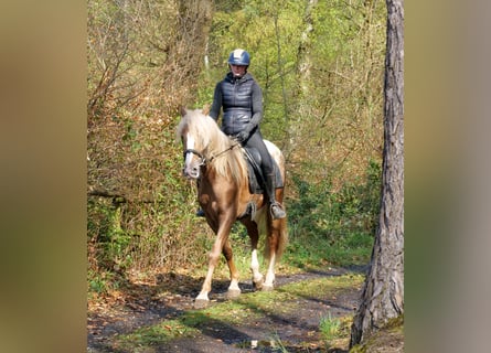 Cruzado, Wallach, 4 Jahre, 158 cm, Tigerschecke