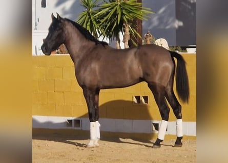 Cruzado, Wallach, 4 Jahre, 165 cm, Rappe