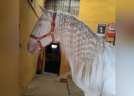 Cruzado, Wallach, 4 Jahre, 165 cm, Schimmel