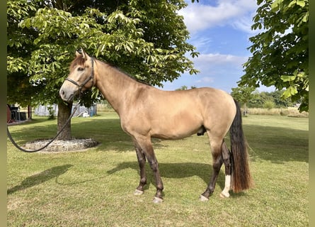 Cruzado, Wallach, 4 Jahre, 166 cm, Buckskin