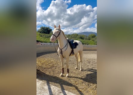 Cruzado, Wallach, 4 Jahre, Cremello