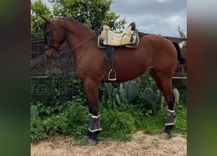 Cruzado, Wallach, 5 Jahre, 160 cm, Brauner