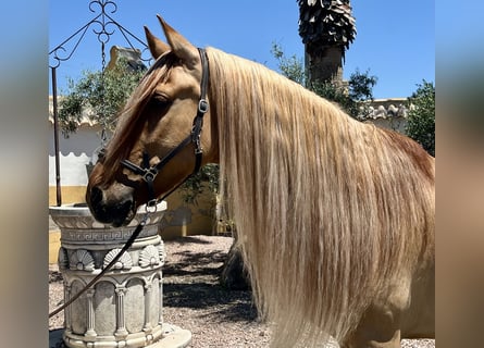 Cruzado, Wallach, 5 Jahre, 164 cm, Fuchs