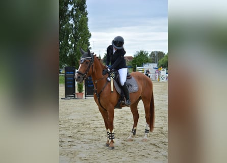 Cruzado Mix, Wallach, 6 Jahre, 156 cm, Fuchs