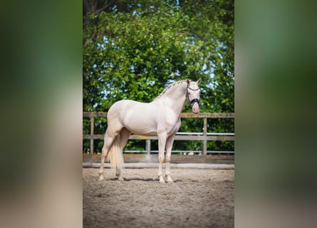 Cruzado, Wallach, 6 Jahre, 163 cm, Cremello