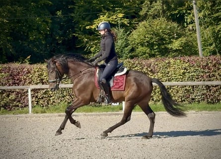 Cruzado, Wallach, 7 Jahre, 162 cm, Dunkelbrauner