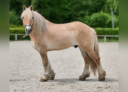 Cruzado, Wallach, 8 Jahre, 154 cm, Falbe