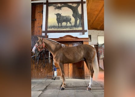 Cruzado, Wallach, 9 Jahre, Palomino