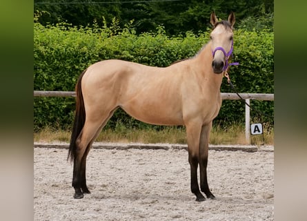 Cruzado, Yegua, 2 años, 133 cm, Bayo