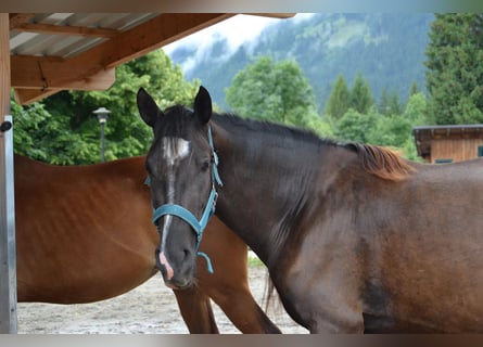 Cruzado Mestizo, Yegua, 4 años, 154 cm, Castaño oscuro