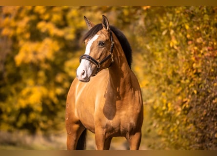 Cruzado Mestizo, Yegua, 5 años, 160 cm, Buckskin/Bayo