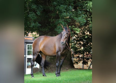 Cruzado, Yegua, 8 años, 162 cm, Castaño oscuro