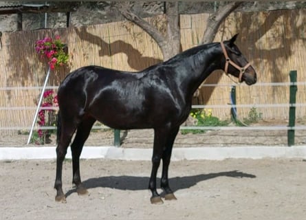 Cruzado, Yegua, 8 años, 170 cm, Negro