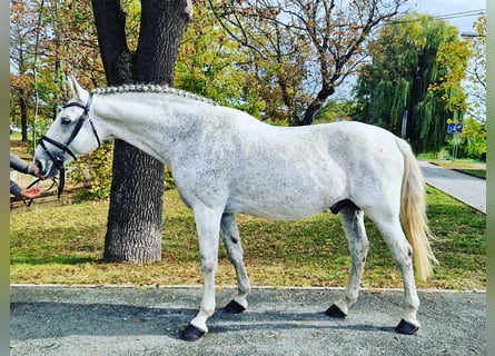 CSFR Checo, Semental, 13 años, 167 cm, White/Blanco