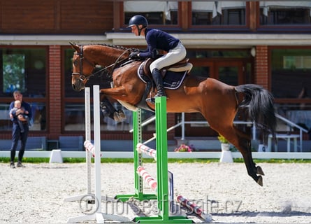 CSFR, Giumenta, 4 Anni, 161 cm, Baio