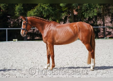 CSFR, Giumenta, 5 Anni, 161 cm, Sauro