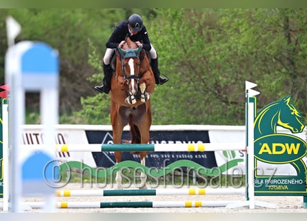 CSFR Warmblood, Gelding, 5 years, 17 hh, Chestnut-Red
