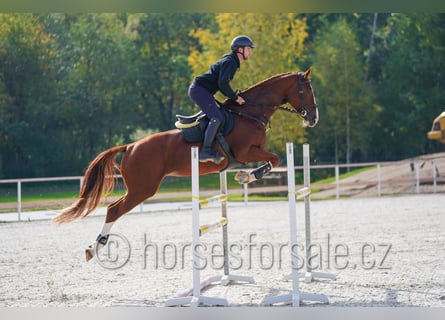 CSFR Warmblood, Mare, 7 years, 16.2 hh, Chestnut-Red